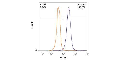 CD63 (H5C6) [NBP2-42225]