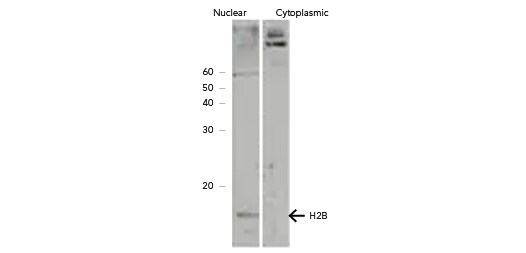 Histone H2B, member S [NB100-56347]