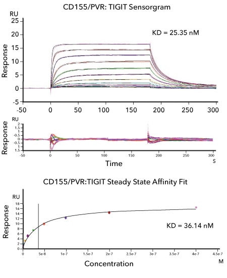 Affinity measurements and binding kinetics of the CD155/PVR:TIGIT interaction by SPR