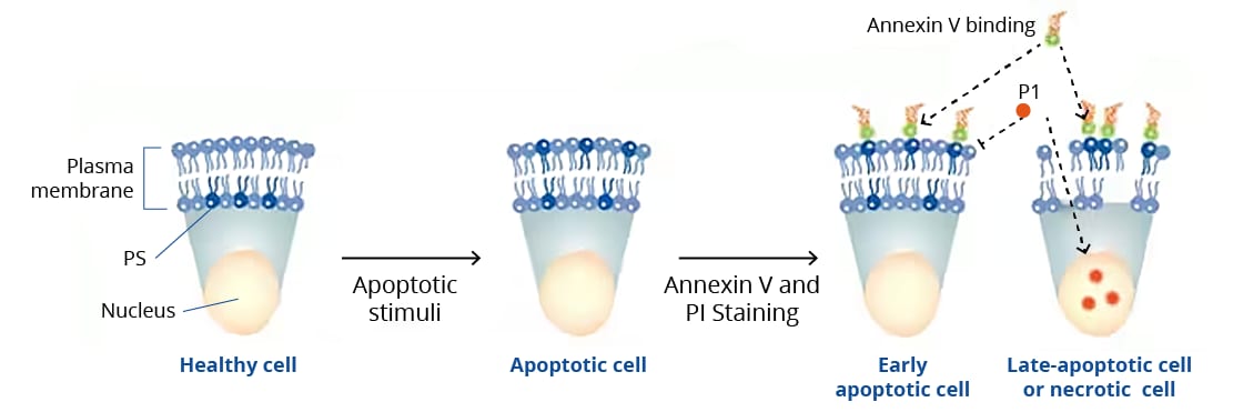 Illustration of the Principles of the Annexin V Apoptosis Assay and Dye Exclusion Method