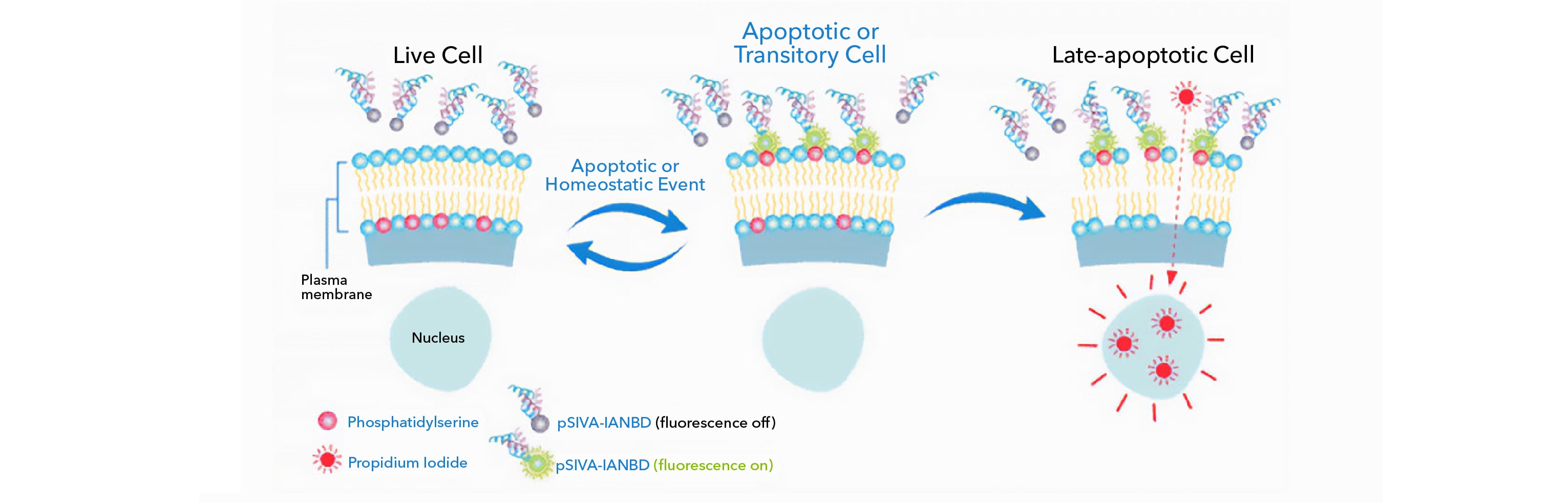 pSIVA principle illustration