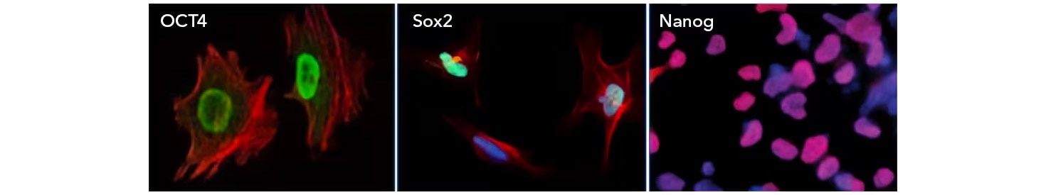 Stem Cell Signaling