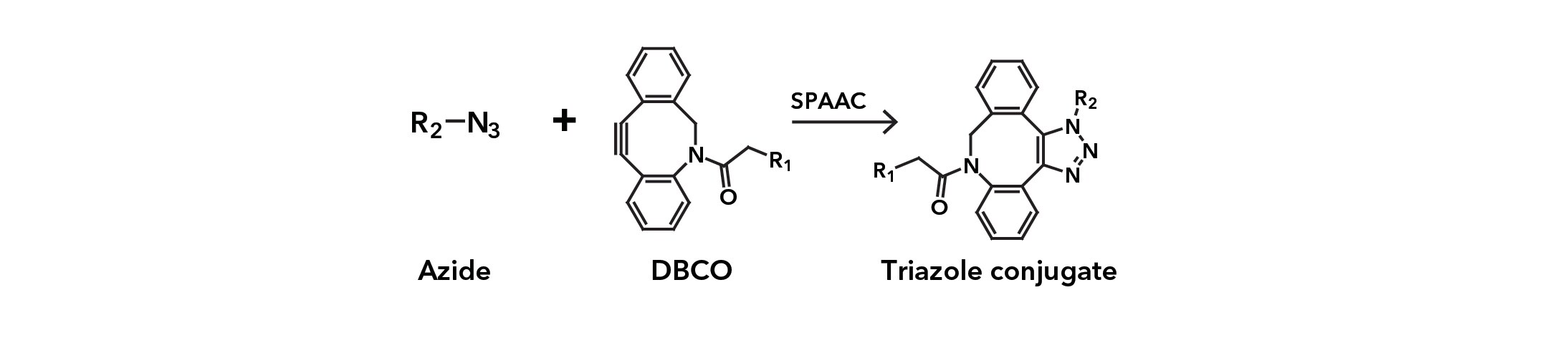Strain-promoted Azide-Alkyne Click Chemistry reaction (SPAAC) (copper-free)