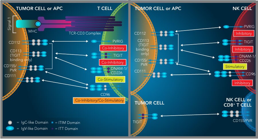 Graphic showing ligand-receptor interactions for the TIGIT, DNAM-1, CD96, PVRIG Signaling Network