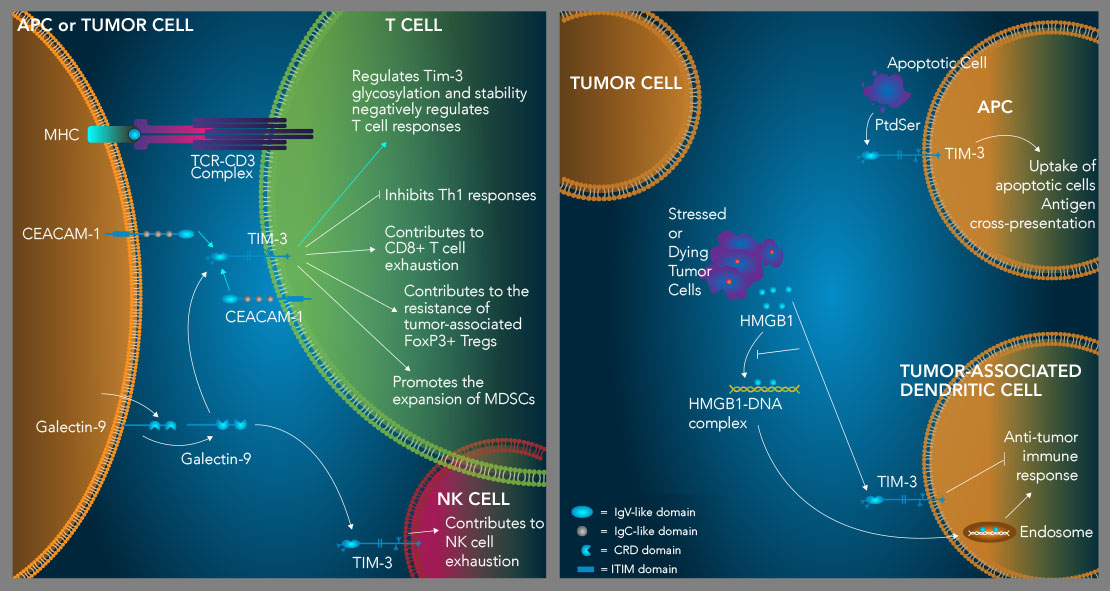 Graphic showing how TIM-3 suppresses Th1 immune responses, contributes to T cell and NK cell exhaustion, enhances Treg activity 