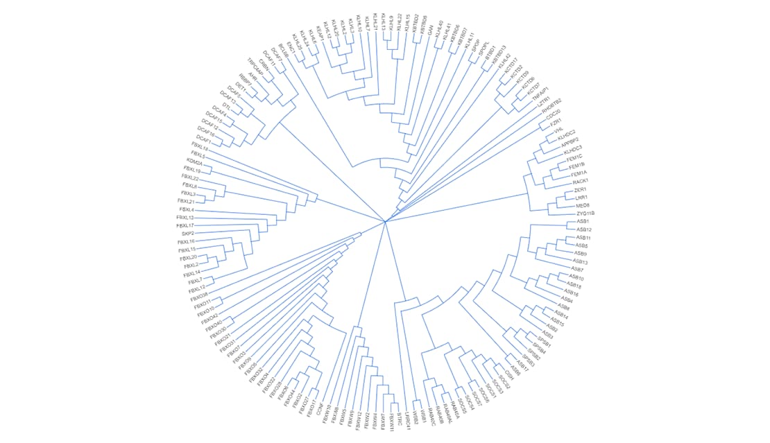 E3 ligase complex gene tree