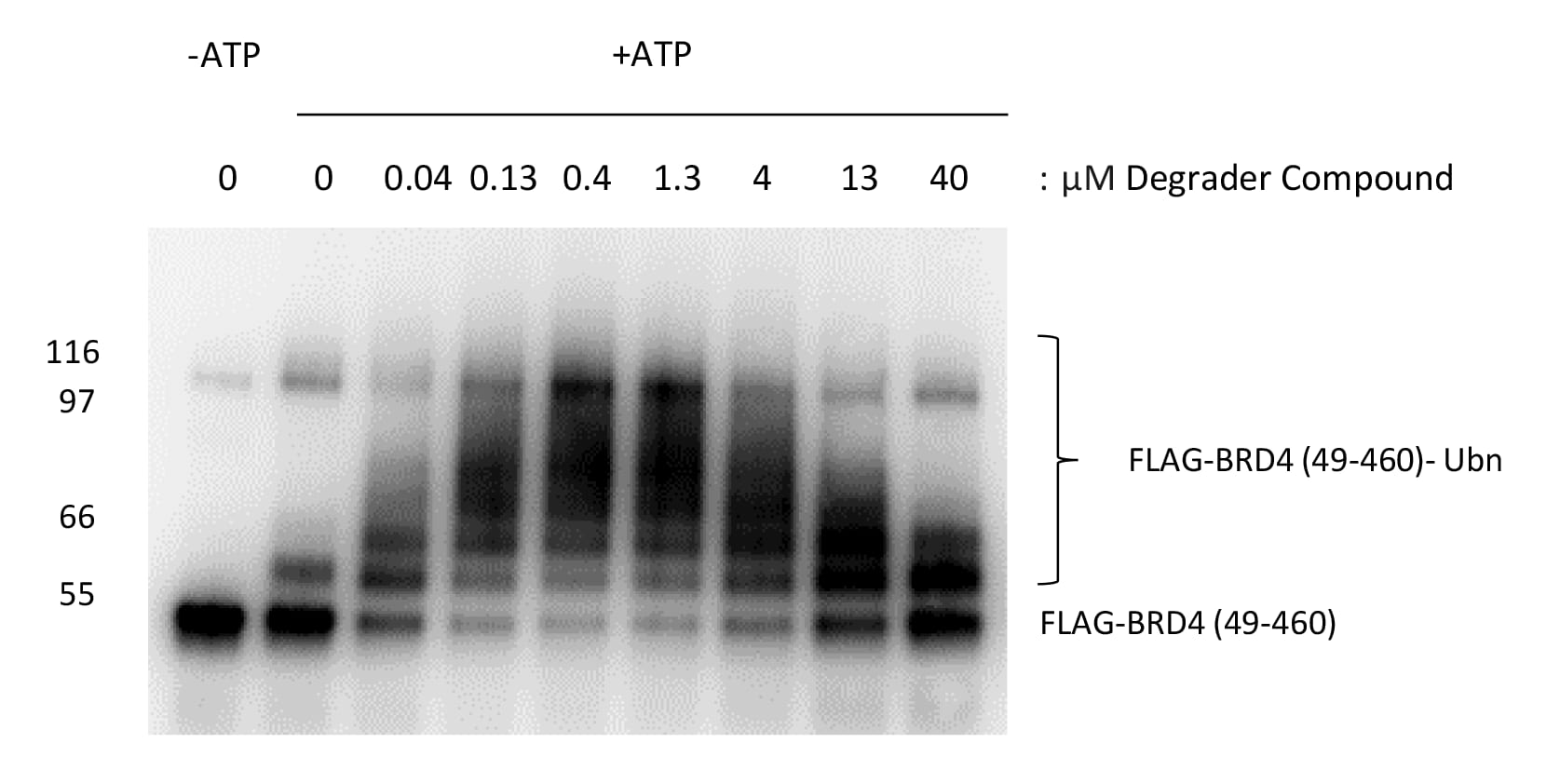 Western blot data showing degrader hook effect 
