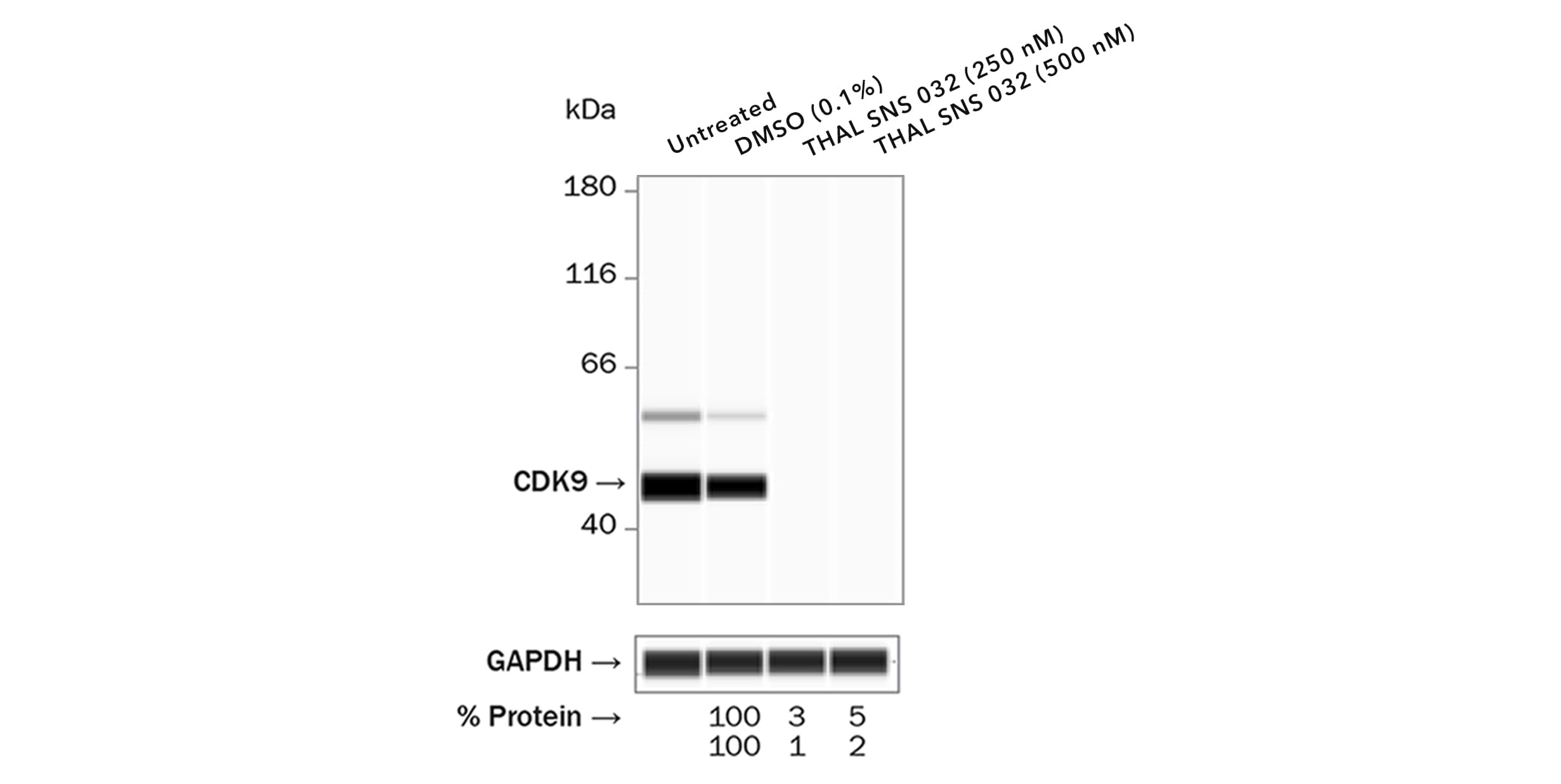 TPD Protein Degrader - Wes