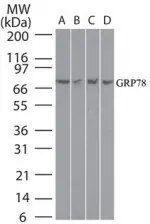 Western blot detection of GRP78 expression in human, mouse, and rat liver tissue