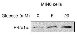 Western blot of pSer724 IRE1-alpha expression in Min6 cells