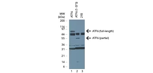 Western blot of ATF6 expression