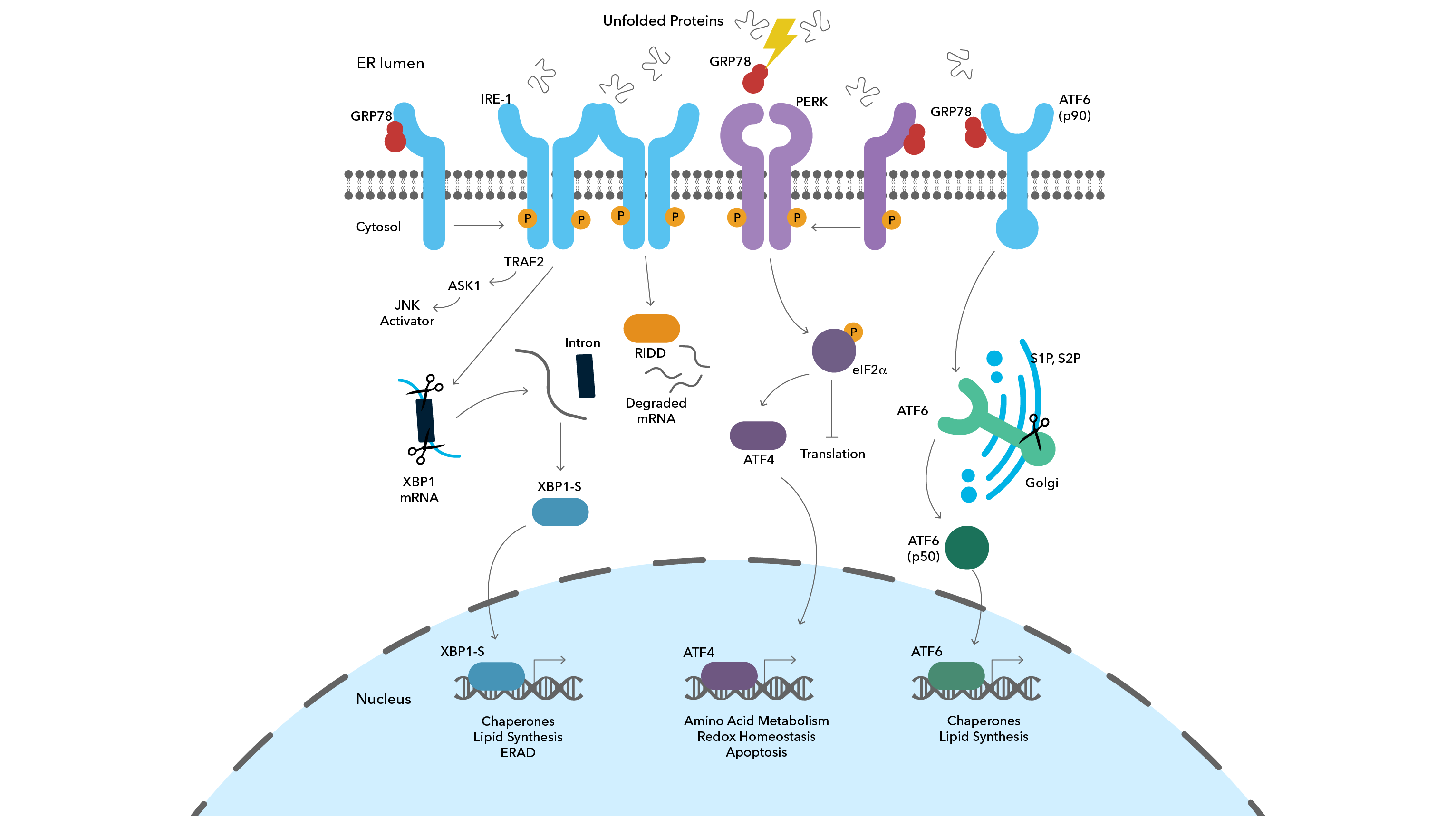 Unfolded Protein Response (UPR) signaling graphic