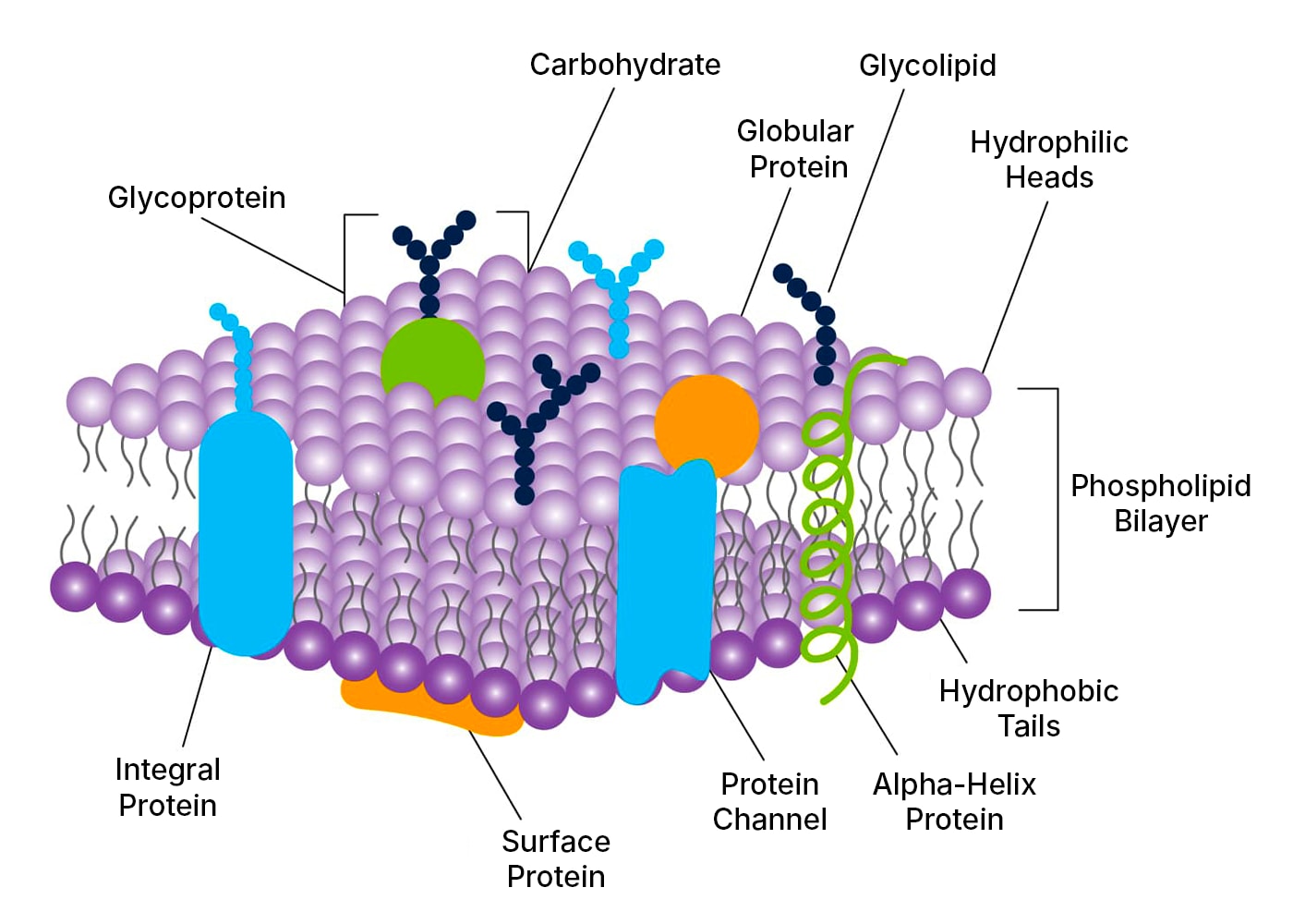 Labeled plasma membrane infographic