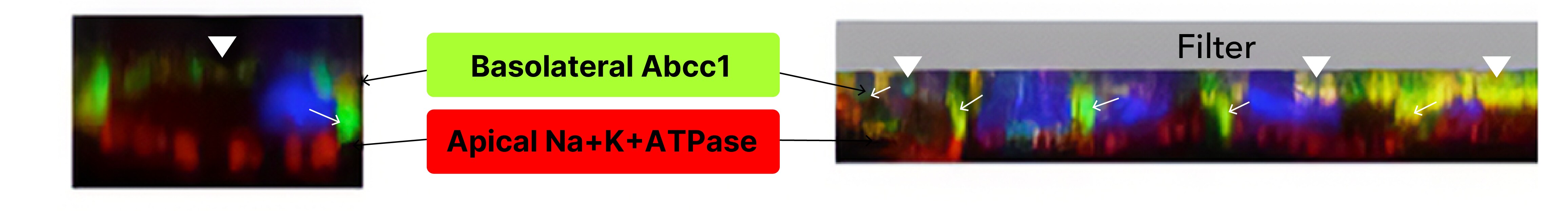 Immunofluorescent image depicting the cellular model of the blood-cerebrospinal fluid (CSF) barrier