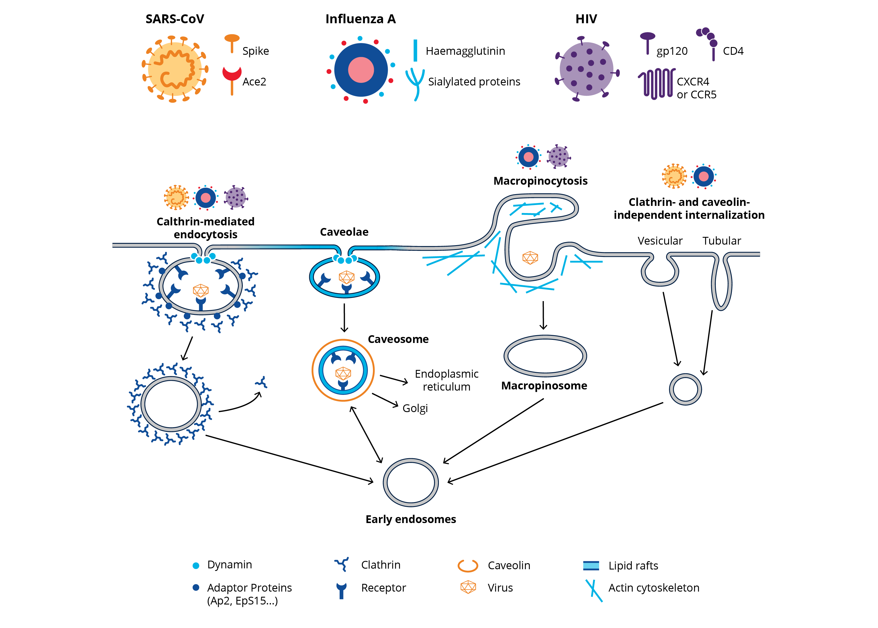 Viral entry mechanisms of SARS-CoV, Influenza A, and HIV infographic