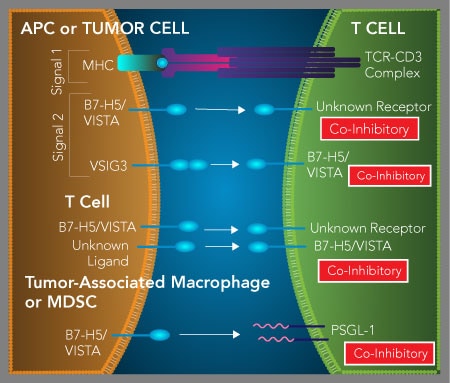 Graphic showing effects of VISTA/B7-H5 on T cells