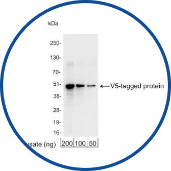 Figure 2: V5 Epitope Tag Antibody Western Blot
