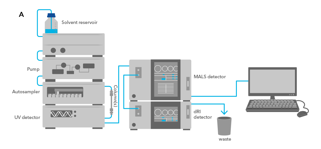 Graphic representation of a typical SEC-MALS set up included SEC column, UV detector, MALS detector, and dRI detector