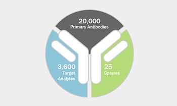 Figure 2: custom antibody