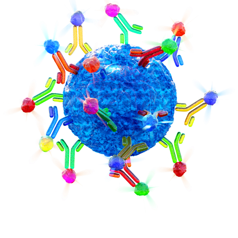 Fluorochrome-conjugated antibodies