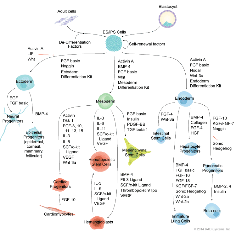 A Summary of Embryonic Stem Cell Molecules