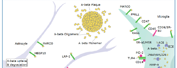 A-beta Pathways: Uptake & Degradation Thumbnail