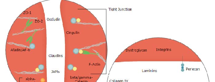 Blood-Brain Barrier: Anatomy