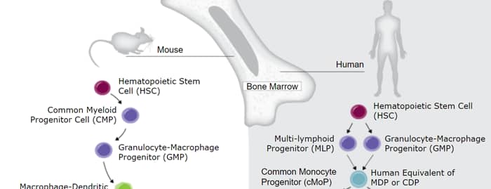 Dendritic Cells Developmental Lineage Pathway