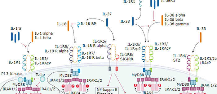 IL-1 Family Signaling Pathway Thumbnail