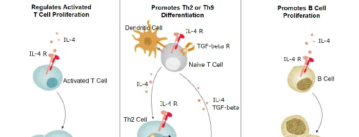 Recombinant Human Tgf Beta 1 Protein 240 B 002 R D Systems