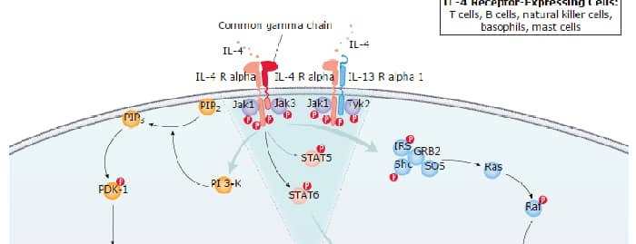 IL-4 Signaling Pathways