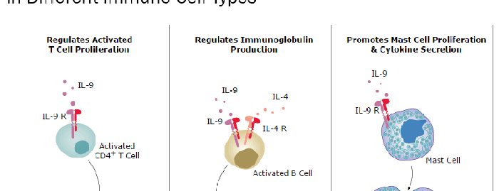 Recombinant Human IL-4 Protein 204-IL-010: R&D Systems