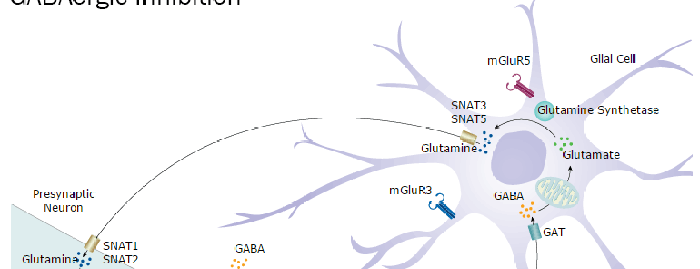 Synaptic Neurotransmission Pathways: GABAergic Inhibition Thumbnail