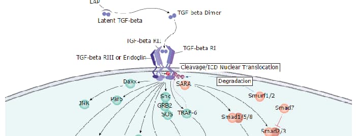 Recombinant Human TGF-beta 1 Protein 240-B-002: R&D Systems