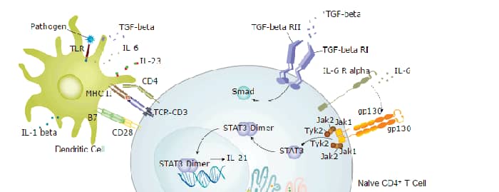 Th17 Differentiation