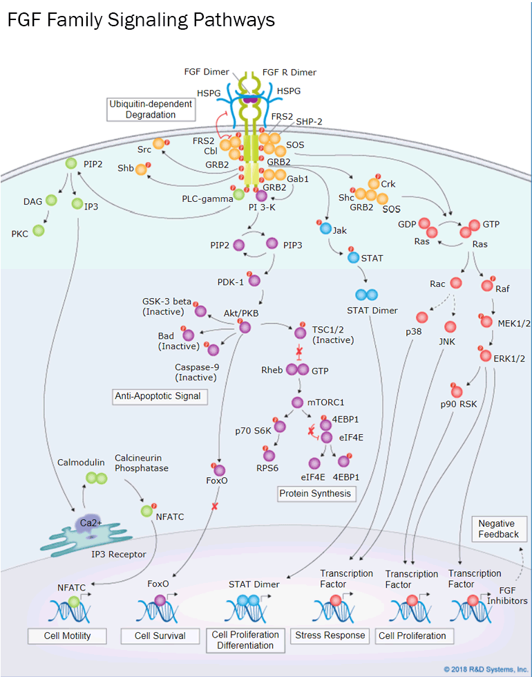 Fibroblast Growth Factor FGF Family Signaling Pathways fibroblast-growth-factor-fgf-family-signaling-pathways