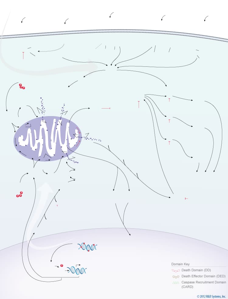 Apoptosis Signaling Pathway 