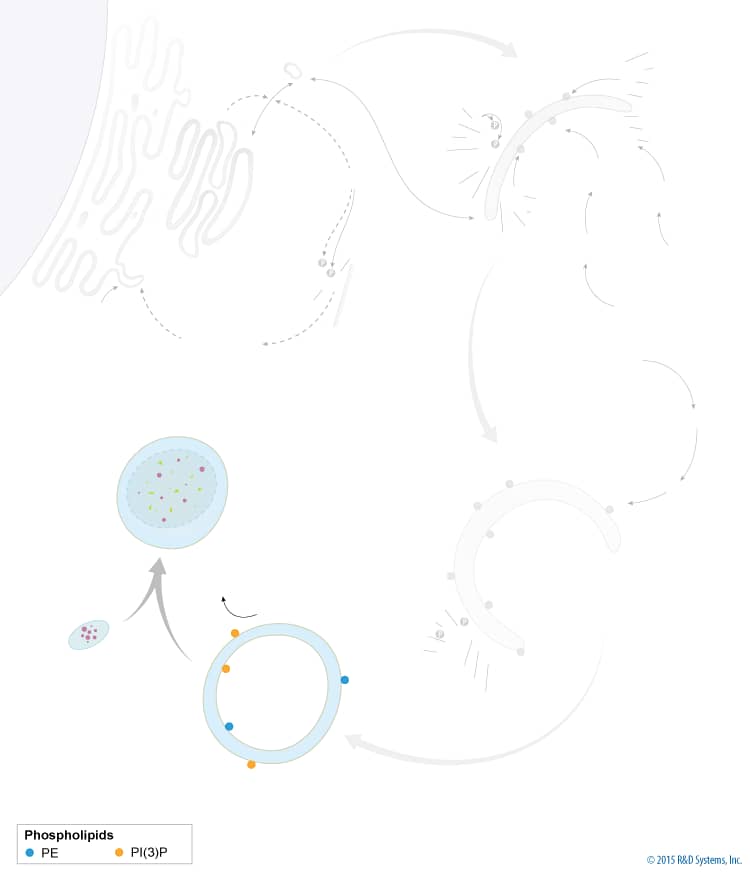 Autophagy Pathway background image 2