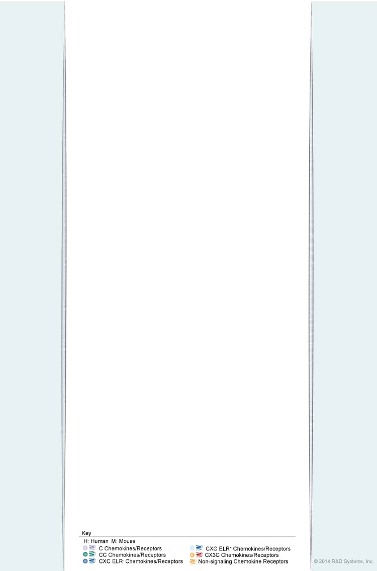 Chemokine Superfamily Pathway: Human/Mouse Ligand-Receptor Interactions