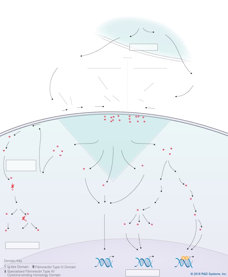 Cardiotrophin-like Cytokine CLC Signaling Pathways background image 1