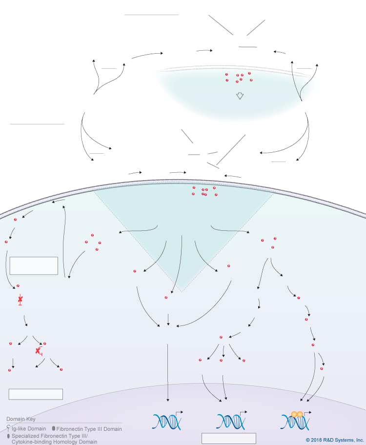 IL-31 Signaling Pathways background image 8