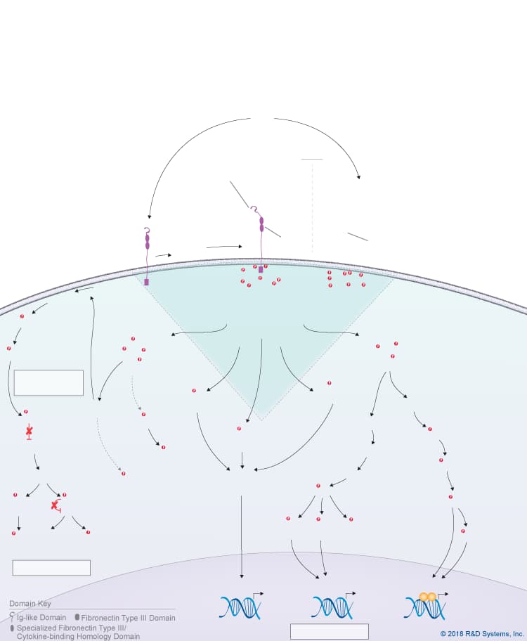 Cardiotrophin-1 Signaling Pathways background image 1