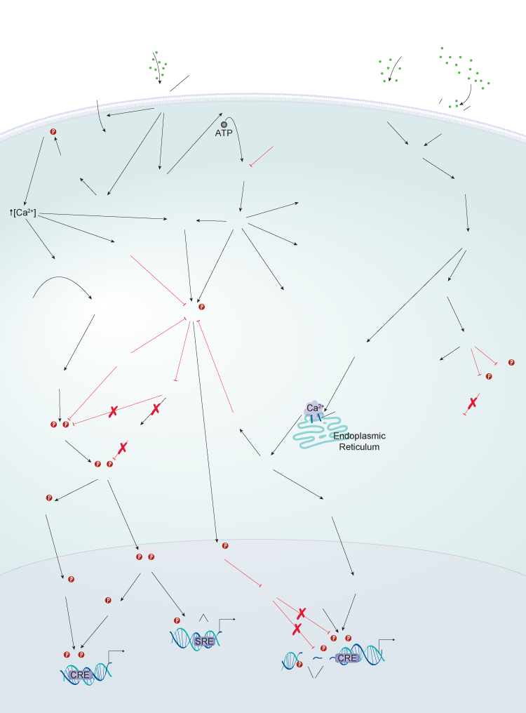 Dopamine D1-Like Receptor Family Signaling Pathways