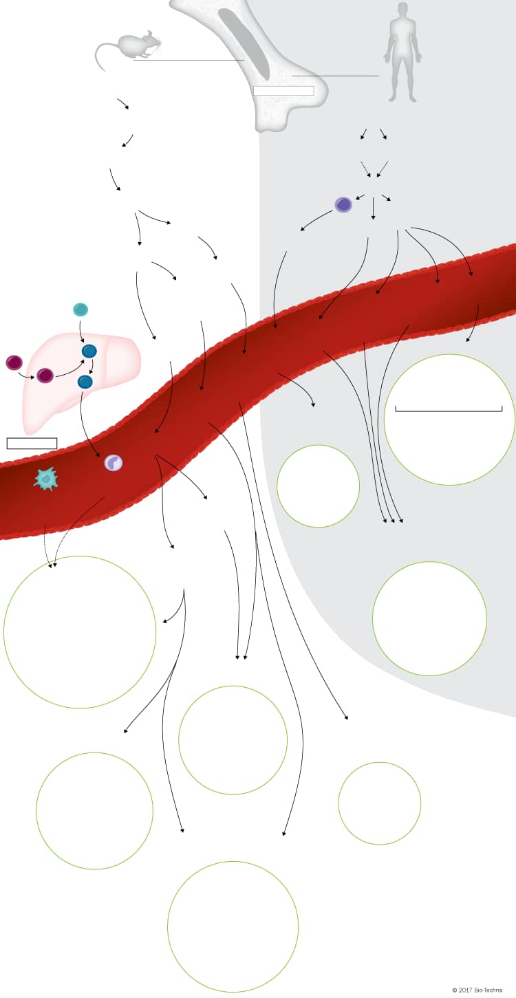 Dendritic Cell Lineage Development Pathways