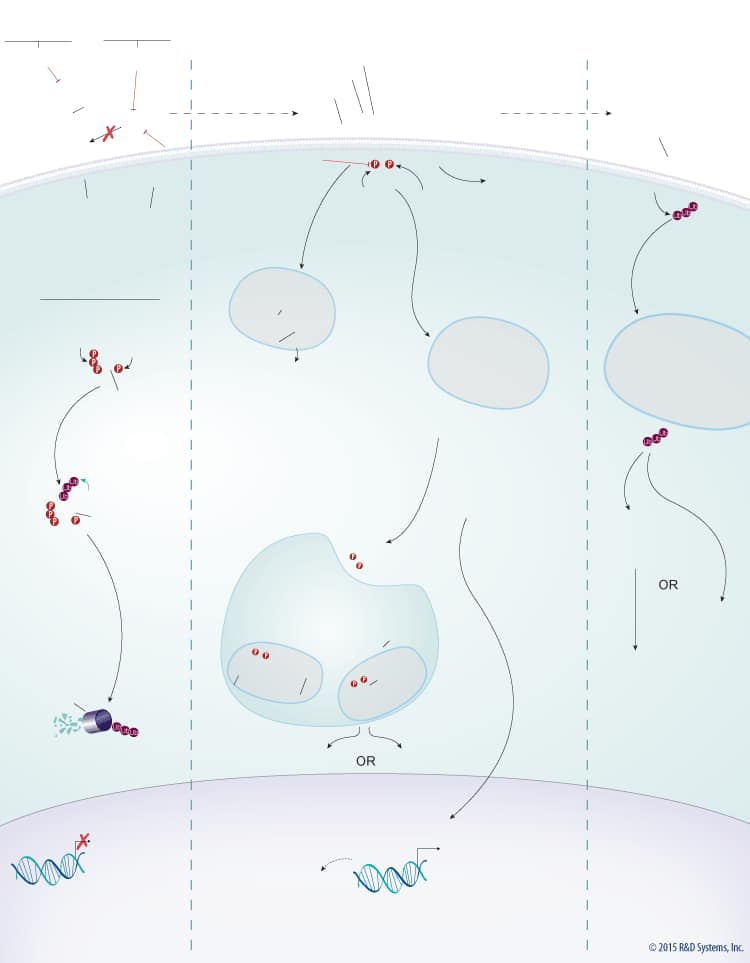 Wnt Signaling Pathways: beta-Catenin-dependent Wnt Signaling