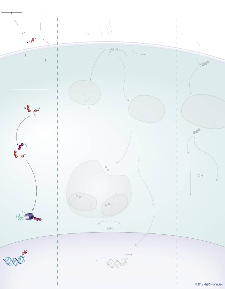 Wnt Signaling Pathways: beta-Catenin-dependent Wnt Signaling background image 1