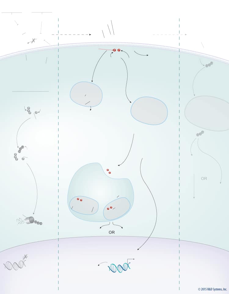 Wnt Signaling Pathways: beta-Catenin-dependent Wnt Signaling background image 2