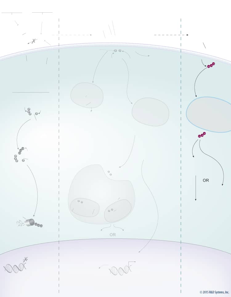 Wnt Signaling Pathways: beta-Catenin-dependent Wnt Signaling background image 4