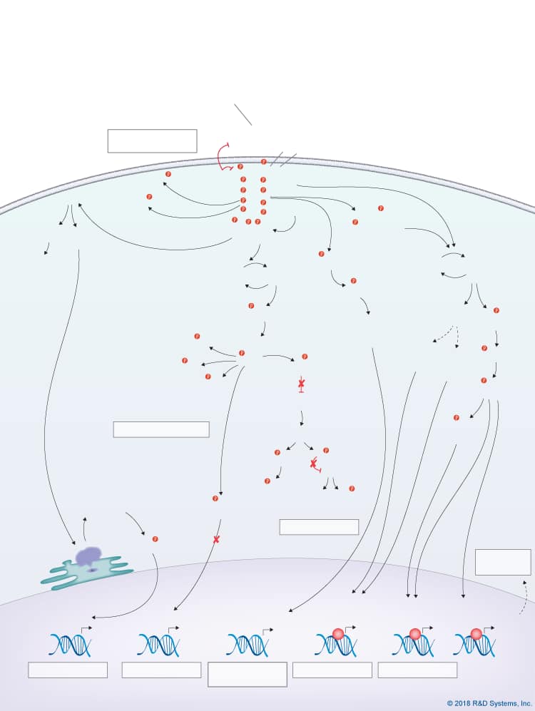 FGF Family Signaling Pathways