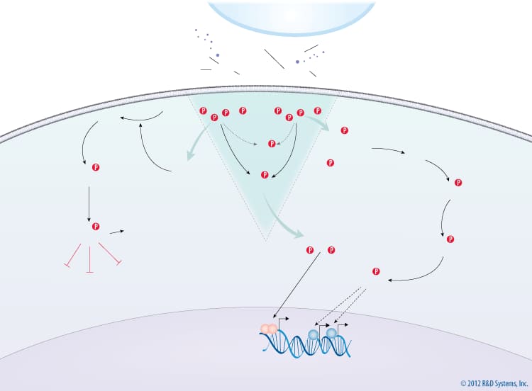 IL-15 Signaling Pathways